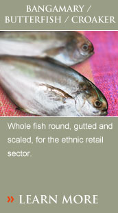 Whole fish round, gutted and scaled, for the ethnic retail sector.