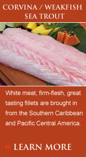 White meat, firm-flesh, great tasting fillets are brought in from the Southern Caribbean and Pacific Central America.