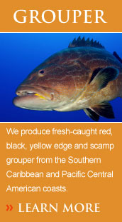 We produce fresh-caught red, black, yellow edge and scamp grouper from the Southern Caribbean and Pacific Central American coasts.