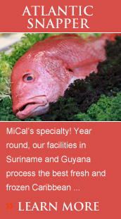 MiCal's specialty! Year round, our facilities in Suriname, Brazil, Nicaragua and Guyana process the best fresh and frozen Caribbean red, Atlantic lane and Yellowtail snapper.